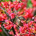 IMG_7069.JPG
