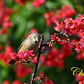 IMG_7104.JPG
