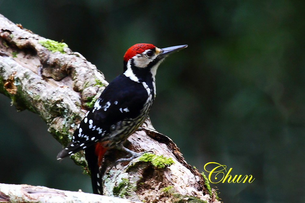 台灣特有亞種大翅啄木(雄) 台灣特有亞種大翅啄木(雄)