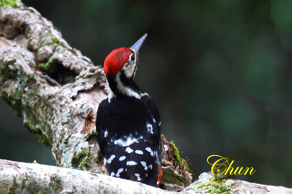 台灣特有亞種大翅啄木(雄) 台灣特有亞種大翅啄木(雄)