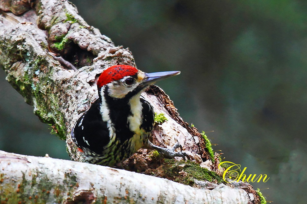 台灣特有亞種大翅啄木(雄) 台灣特有亞種大翅啄木(雄)