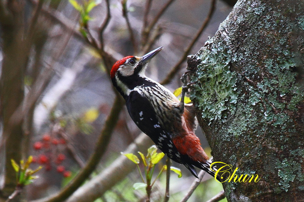 台灣特有亞種大翅啄木(雄) 台灣特有亞種大翅啄木(雄)