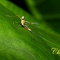 IMG_7252.JPG