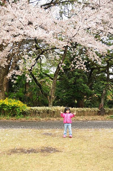 新宿御苑的櫻花