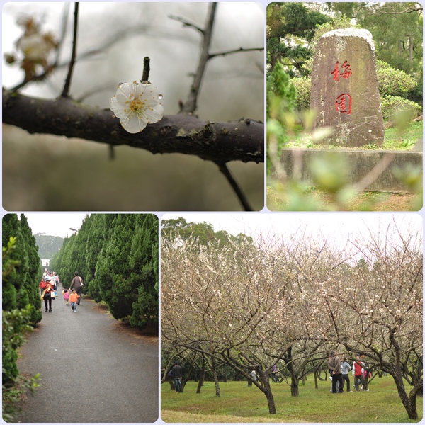 01/24 清大梅園花開了!