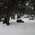 0228-0302雪山下翠池 110.jpg
