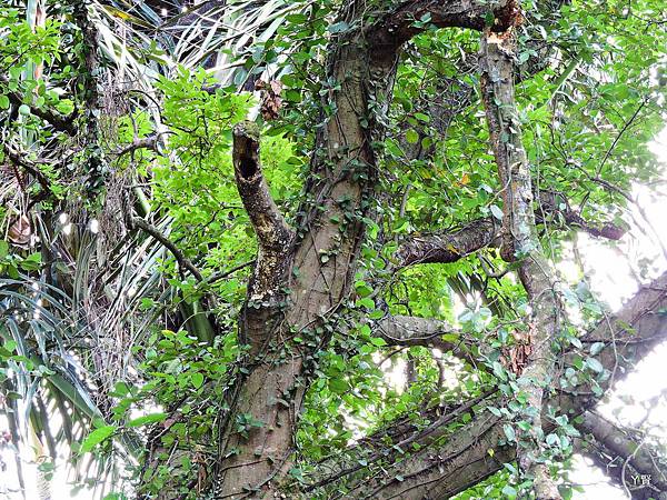 DSCN8805.JPG DSCN8805.JPG