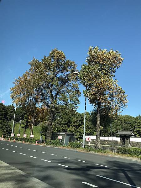 2024東京銀杏行Day2-1：早餐＆明治神宮