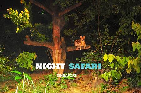 【新加坡 | 景點】暗夜中的刺激探索體驗♦夜間動物園Night Safari
