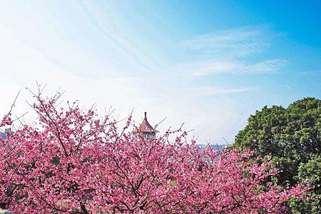 【新北淡水 | 景點】今年的第一場櫻色浪漫❀天元宮 | 淡水雲門星巴克 | 大樹書房