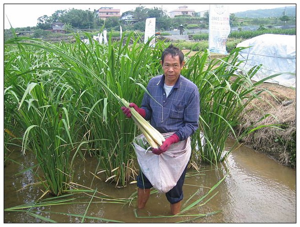 筊白筍田與農人.jpg