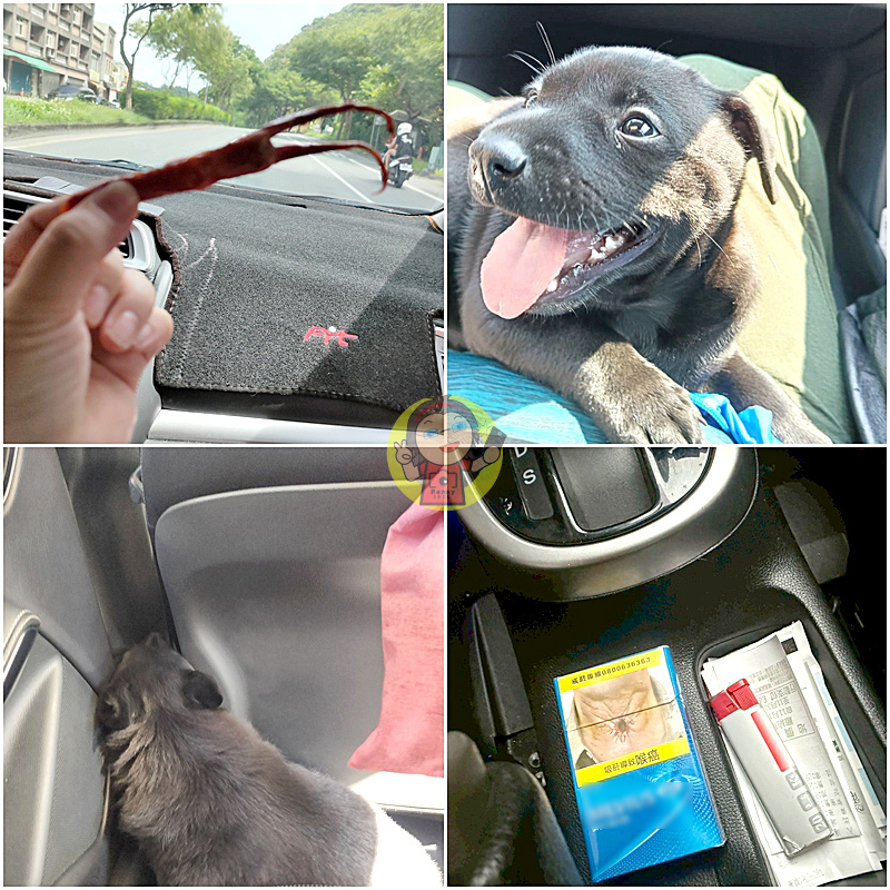 【體驗】車用空氣清淨機開箱《ECOHEAL》ARC Plus