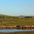 霍林河田野景色