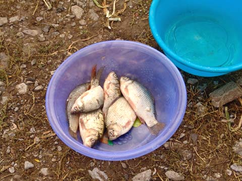 達賚湖捕上來的魚