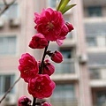 名都花園桃花