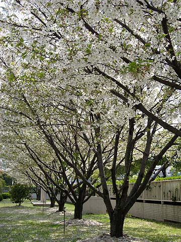 松下櫻花