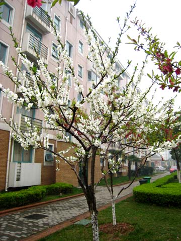 名都花園桃花