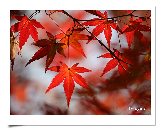 棲霞山紅楓節