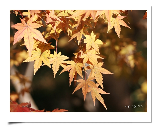 棲霞山紅楓節