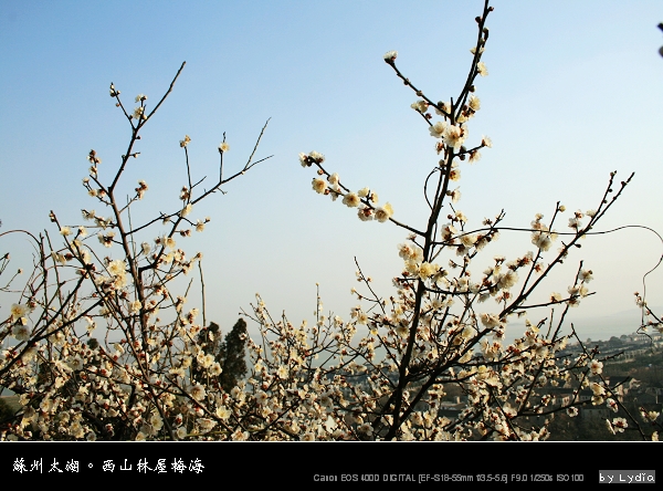 蘇州太湖:西山林屋梅海