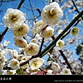 2010南京梅花節(梅花谷公園)