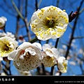 2010南京梅花節(梅花谷公園)