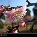 2010南京梅花節(梅花谷公園)