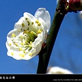 2010南京梅花節(梅花谷公園)