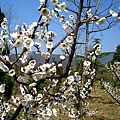 2010南京梅花節(梅花谷公園)