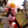 2010南京梅花節(梅花谷公園)