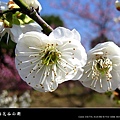 2010南京梅花節(梅花谷公園)