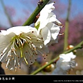 2010南京梅花節(梅花谷公園)