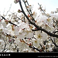 2010南京梅花節(梅花谷公園