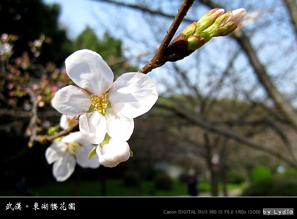 武漢東湖櫻花園