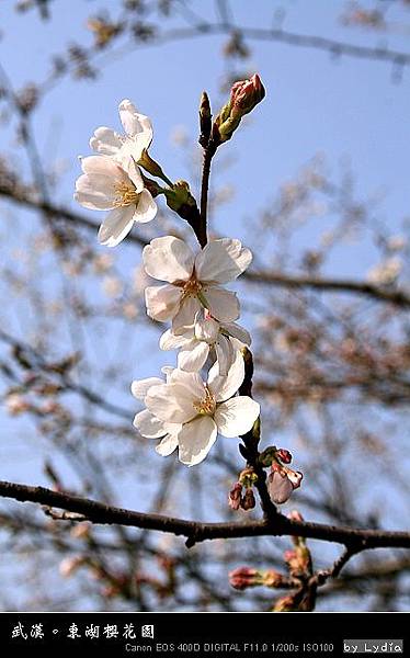 武漢東湖櫻花園