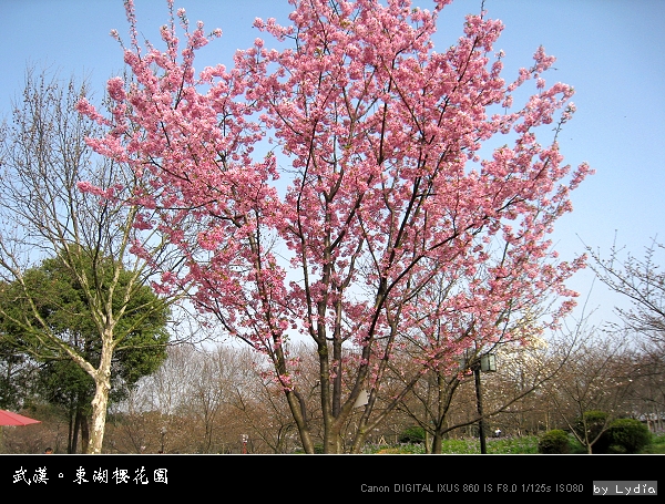 武漢東湖櫻花園