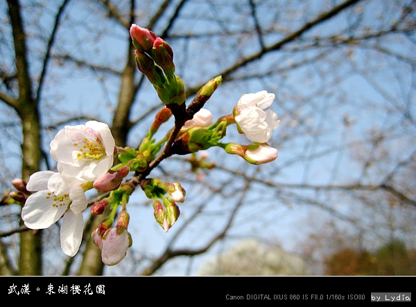 武漢東湖櫻花園