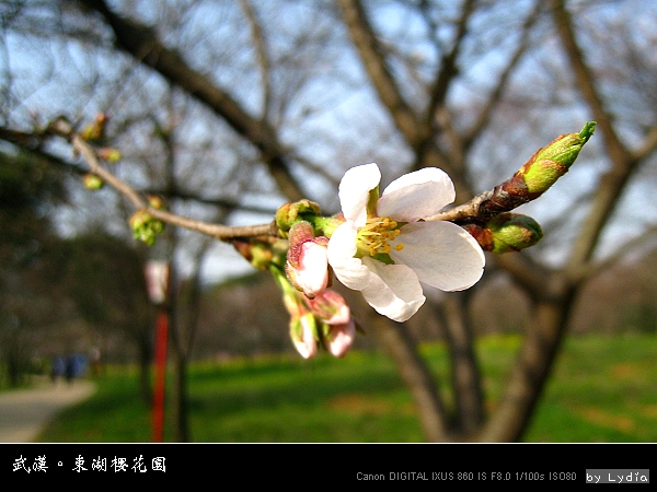 武漢東湖櫻花園