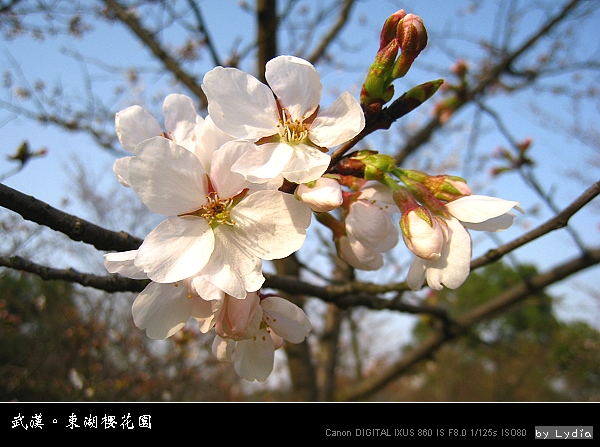 武漢東湖櫻花園