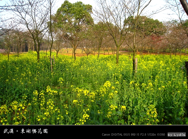 武漢東湖櫻花園