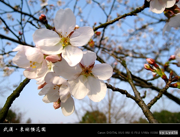 武漢東湖櫻花園