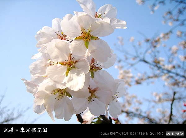 武漢東湖櫻花園