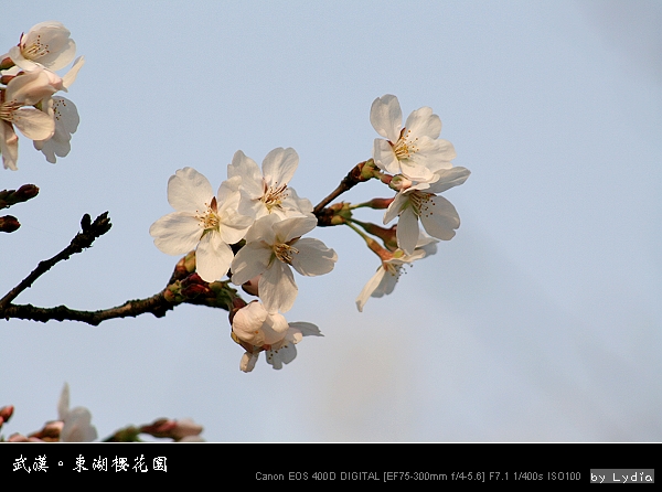 武漢東湖櫻花園