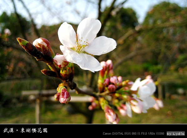 武漢東湖櫻花園