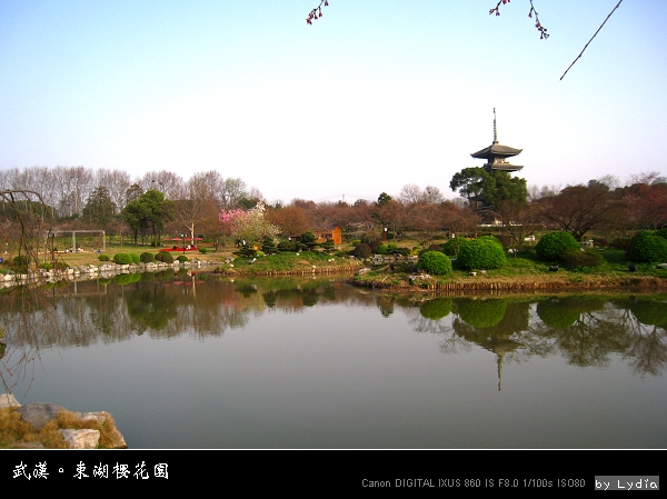 武漢東湖櫻花園 