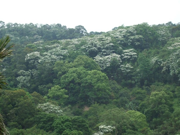 美麗的油桐花