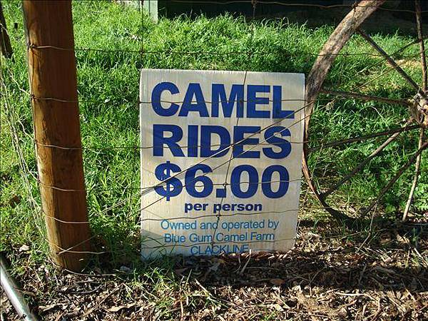 騎駱駝一次6塊澳幣