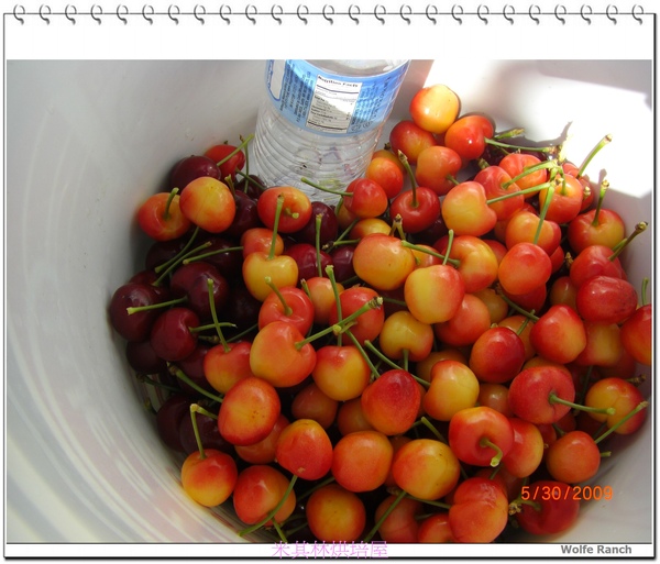 cherry bucket.jpg