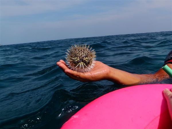 會浮在水面上!