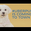 Uber puppy Singapore_170419_0006.jpg